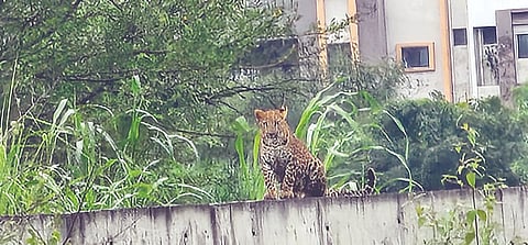 Leopard Sighting