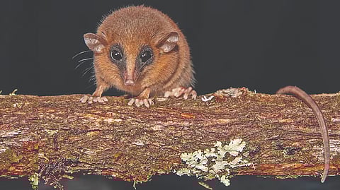 New Mouse opossum species