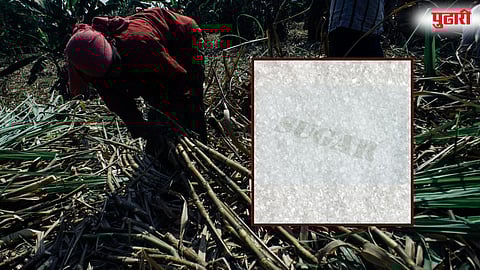 Maharashtra Sugar Production