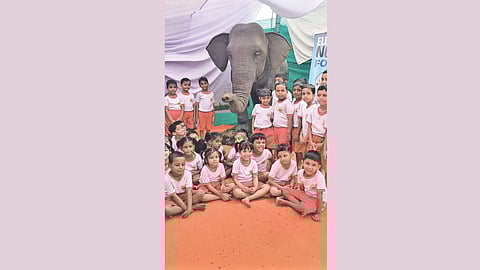 Mechanical elephant school activity