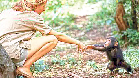 historic-photo-showing-human-chimpanzee-bond