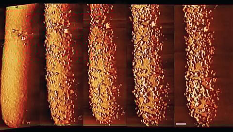 Bacteria-killing method