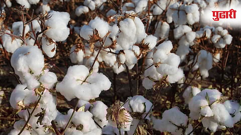 World Cotton Day