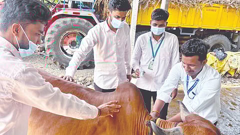 Solapur News: पूर ओसरल्याने प्रशासन लागले कामाला