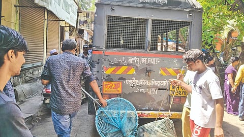 Malvani stray dog issue