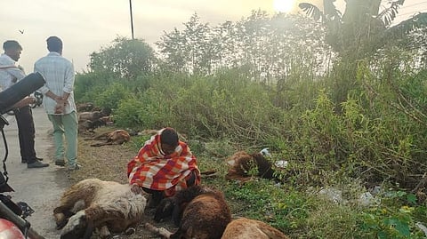 Akot Anjangaon highway 20 sheep killed