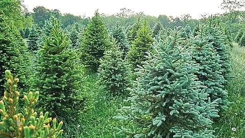 Lapland gold bacteria