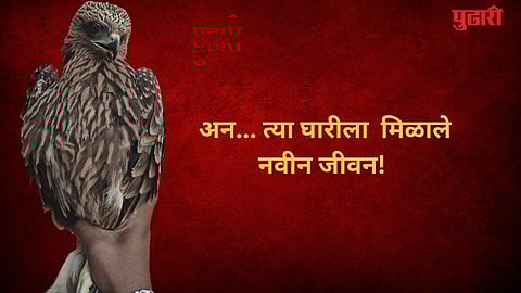 Nagpur Injured Kite Rescue