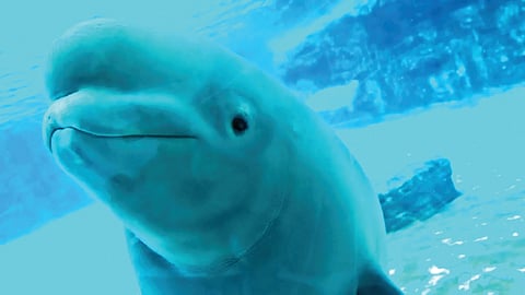 Canada Beluga Whales