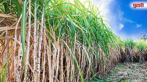 Nimone Farmers Fraud