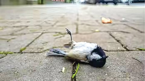 Bird Mass Ended Life Assam