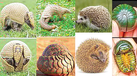 Animals That Roll Up