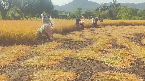 Raigad rainfall alert