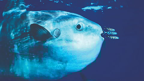 Biggest Fish Species