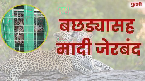 बछड्यासह मादी जेरबंद