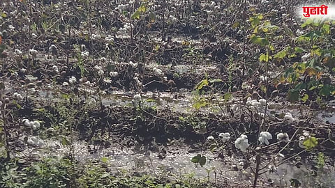 Ahilyanagar crop loss
