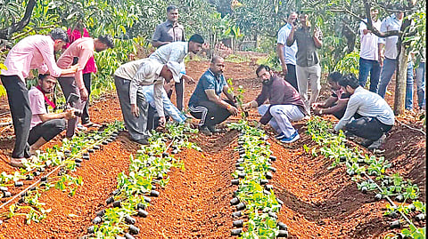 Eknath Shinde: उपमुख्यमंत्र्यांनी केली स्ट्रॉबेरी लागवड