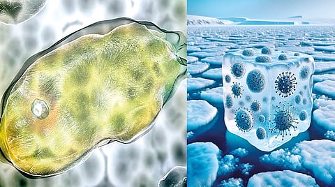 Ancient Viruses Resurrected