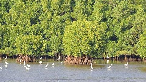 Kharaphuti Jamin : खारफुटी जमिनी वन विभागास हस्तांतरित करण्यात अपयश