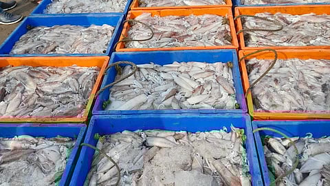 Harne port crab arrival