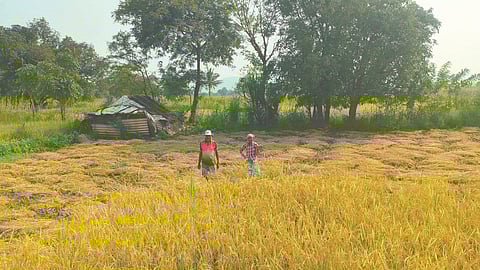 Unseasonal rain impact