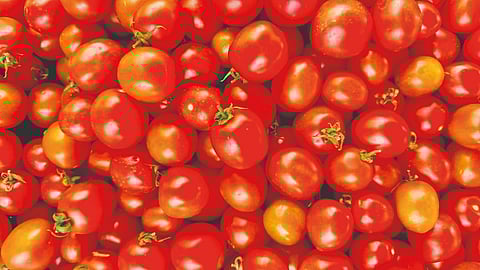 Tomato More Expensive Than Chicken