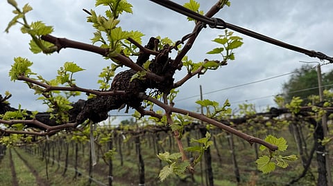 Rain Impact: वणी परिसरातील द्राक्ष बागांना पावसाचा तडाखा; ७० टक्क्यांहून अधिक उत्पादन घटण्याची शक्यता