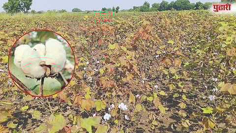 अतिवृष्टीच्या फटक्यात कपाशीवर लाल्या रोगाचा कहर