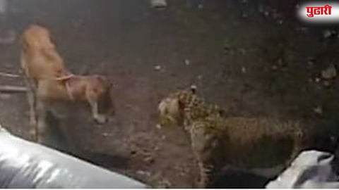 वासराचे शौर्य! सिंहगड पायथ्याशी बिबट्याचा हल्ला परतवला