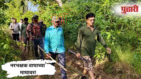 Chandrapur Tiger Attack