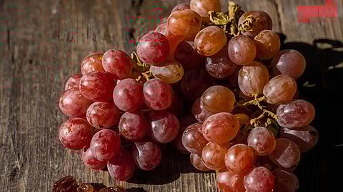 द्राक्षे, बेदाणा उत्पादन घटणार