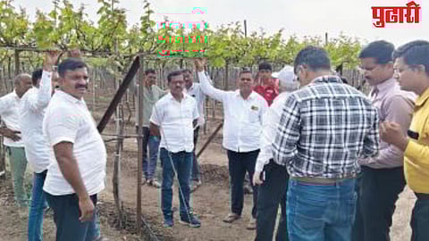 सततच्या पावसाने द्राक्षबागा उद्ध्वस्त