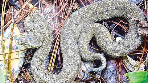 Fastest Attack Snake