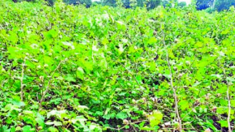 Cotton crop damage : सततच्या पावसाने कपाशी पिकाचे नुकसान