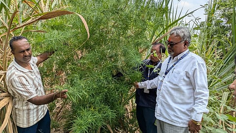 Beed Cannabis Seizure |