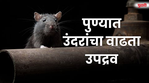 Rat menace municipal action Pune: पुण्यात उंदरांचा वाढता उपद्रव