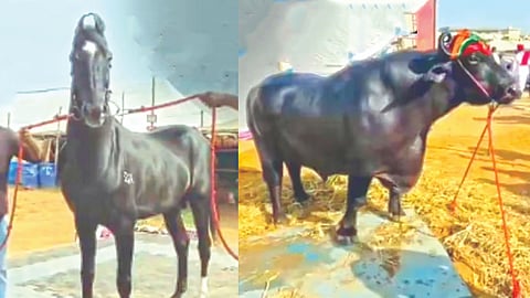 High Value Animals News