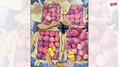 सीमापार नव्हे, समुद्र ओलांडून अफगाणी सफरचंद पुण्यात