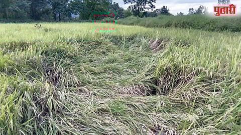 भातपिकांचे मोठे नुकसान