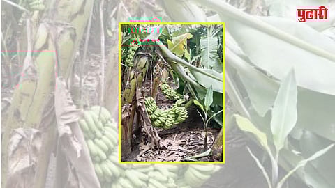 केळीच्या बाजारभावात मोठी घसरण