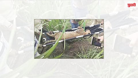 धानोरेत थरार! जखमी बिबट्या भुलीनंतर अखेर जेरबंद