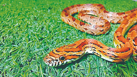 Corn Snake