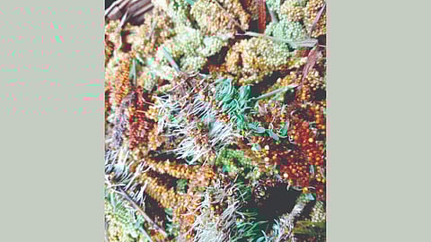 Finger Millet Sprouting