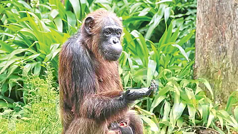 Chimpanzee Scientific Method