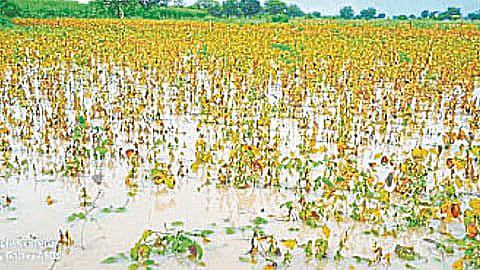 Sangola News: सांगोल्यात अतिवृष्टी अनुदान रकमेत घोटाळा