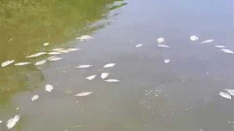 रसायनमिश्रित पाण्यामुळे तलावातील मासे मृत्युमुखी