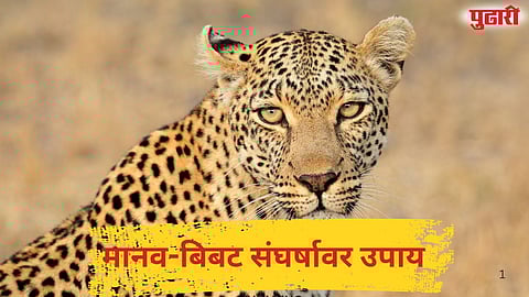 Leopard Human Conflict