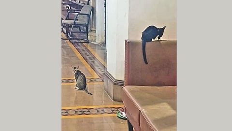 Cats in Mumbai BMC