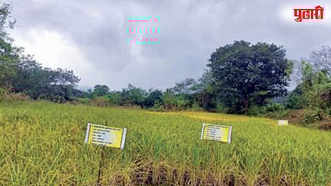 Aromatic Rice Cultivation