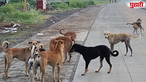 Loha city stray dogs